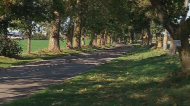 Wytną 90 drzew stojących przy drodze?