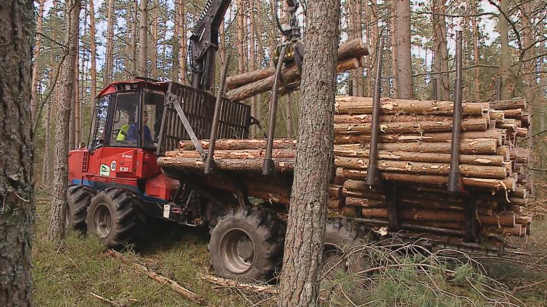 Leśnicy zapewniają - las będzie trwał