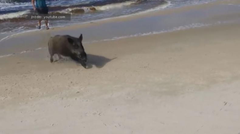 Dzik zaatakował plażowiczów