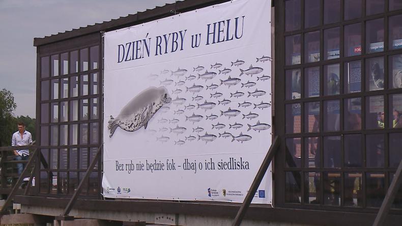 Babki najważniejsze w Helu