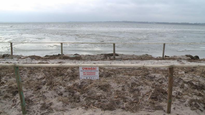 Obsadzają trawą morską nabrzeże Zatoki Puckiej