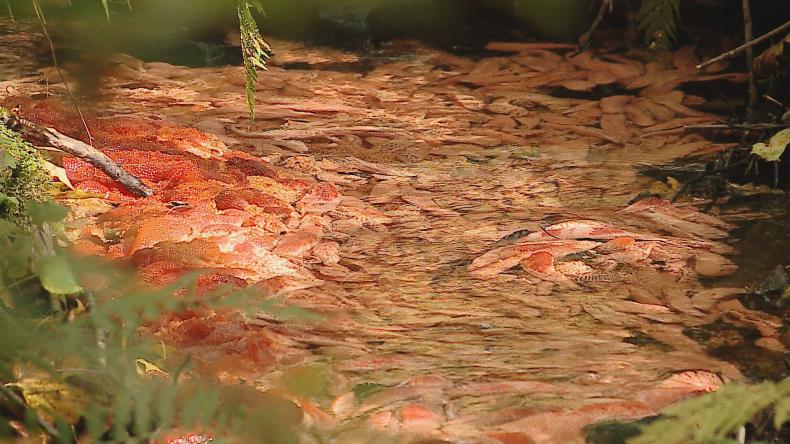 Rybia ikra odnaleziona w lesie