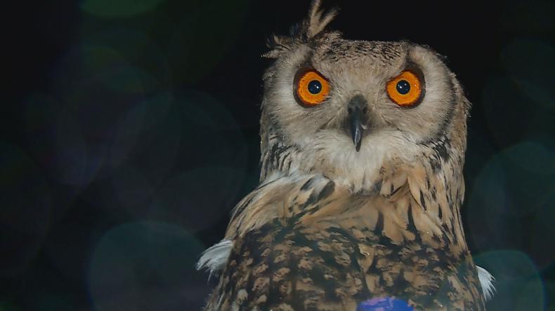 Świętowali Dzień Lasów z ich mieszkańcem