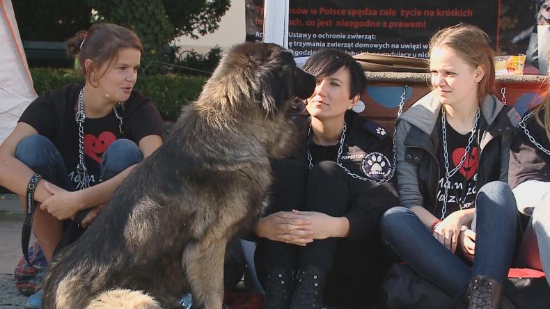 Psie budy przed ratuszem. Animals apeluje: zerwijcie łańcuchy