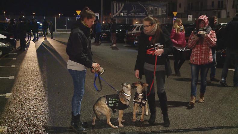 Fani tuningu dla bezdomnych zwierząt