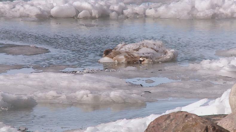 Ptasia grypa na Zatoce Puckiej