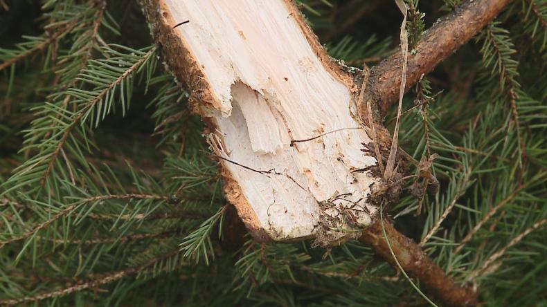 Rozbój w lesie przed świętami