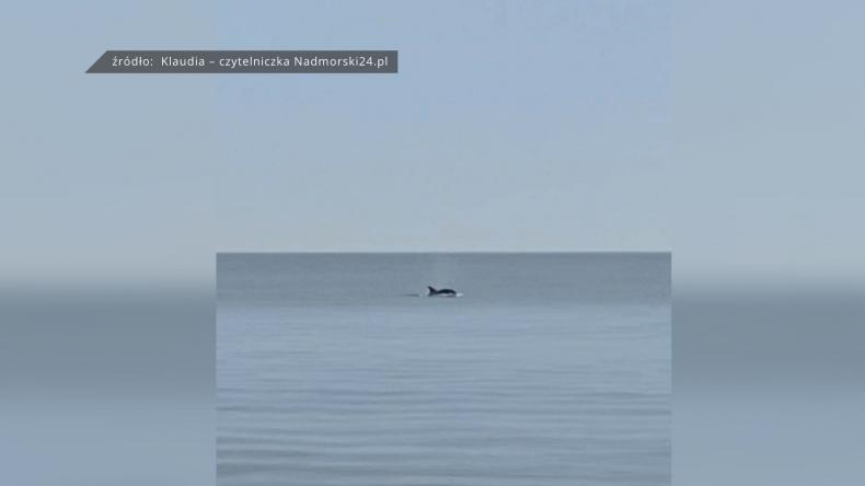 Delfiny polowały przy plaży w Jastrzębiej Górze?