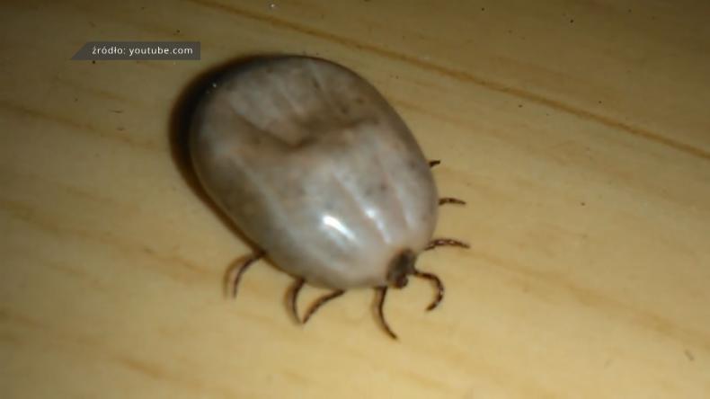 Kleszcze znów ruszyły na żer