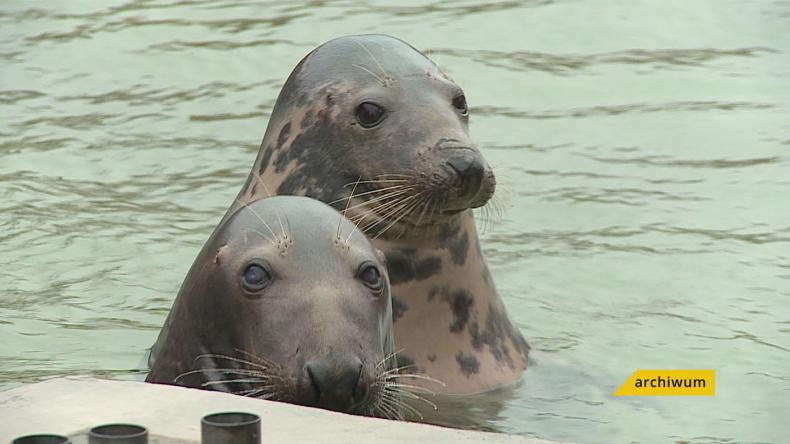 Foczy szpitalik poszukuje wolontariuszy