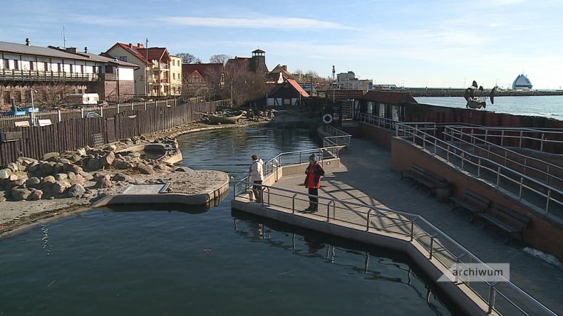 Zostań wolontariuszem w helskim fokarium