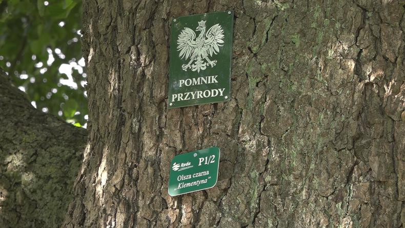 Redzkie drzewa otrzymały swoje imiona