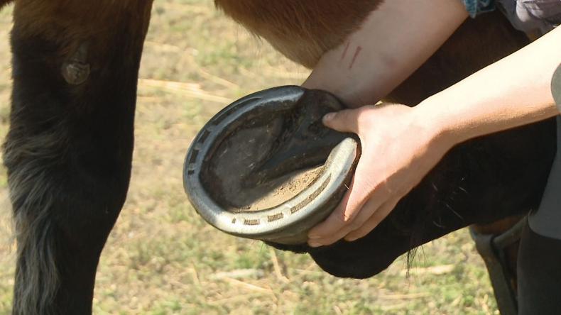 Podkuwacz koni unikalny sposób na biznes