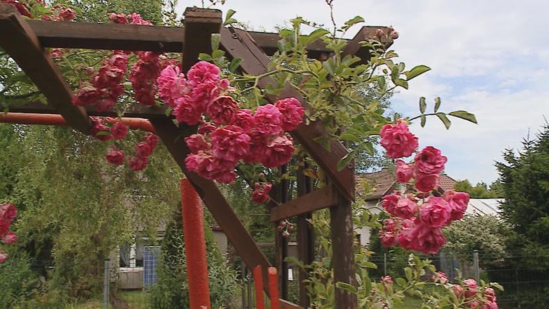 Szukają właścicieli najpiękniejszych balkonów i ogrodów