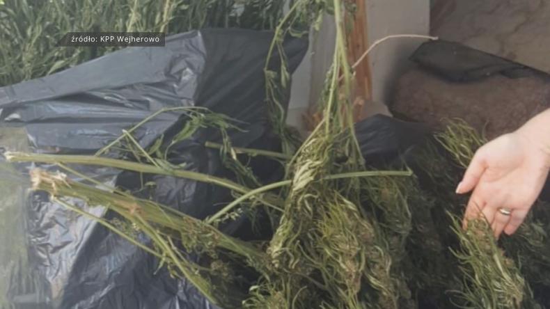 Plantacja marihuany zlikwidowana