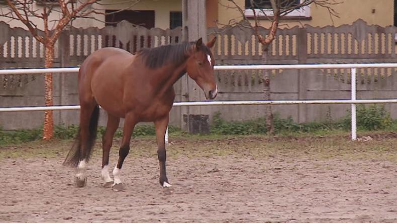 Obrońcy praw zwierząt biją na alarm