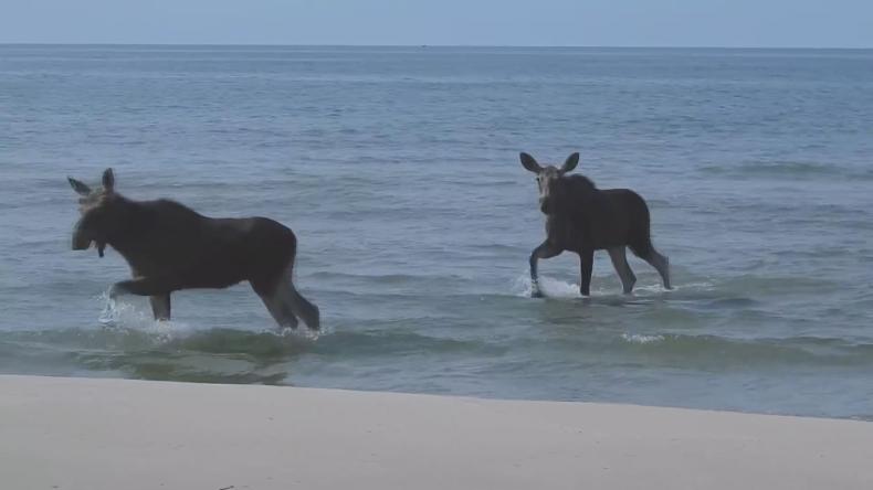 Łosie spotkać można nawet na plaży
