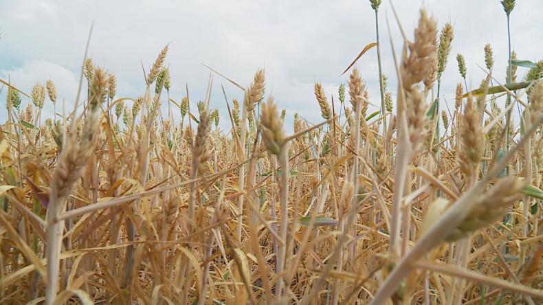Rolnicy stracili miliony, cena pieczywa ma pójść w górę