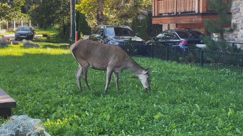 Dzikie zwierzęta w przestrzeni miejskiej