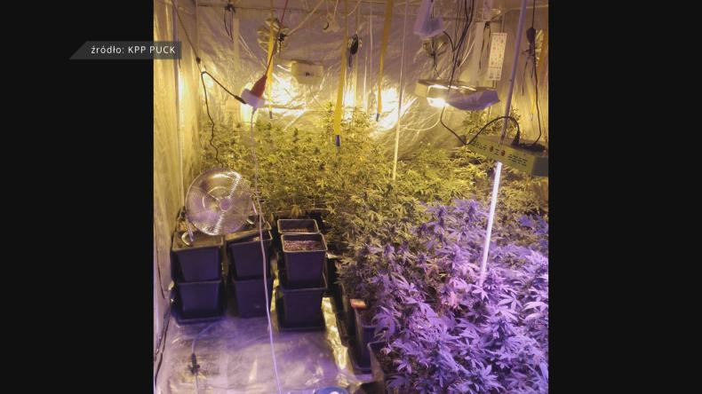 Domowa plantacja marihuany zlikwidowana
