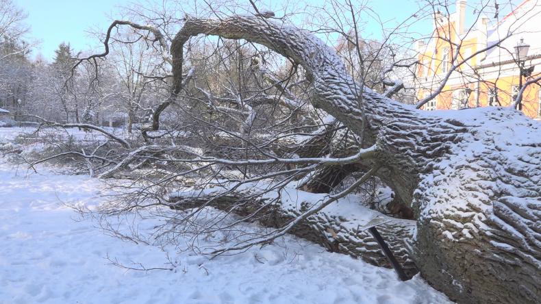 Przewrócony pomnik przyrody w wejherowskim parku