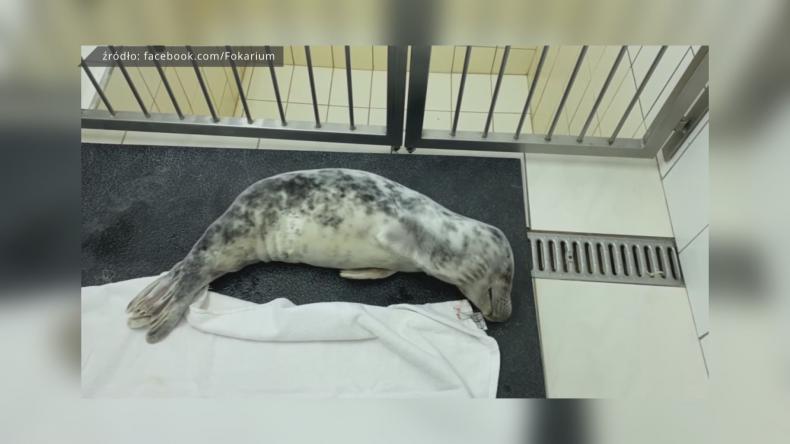 Pierwsze w tym roku małe pacjentki Stacji Morskiej w Helu