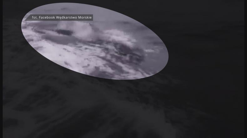 Delfin w morzu – już wiadomo, że to butlonos