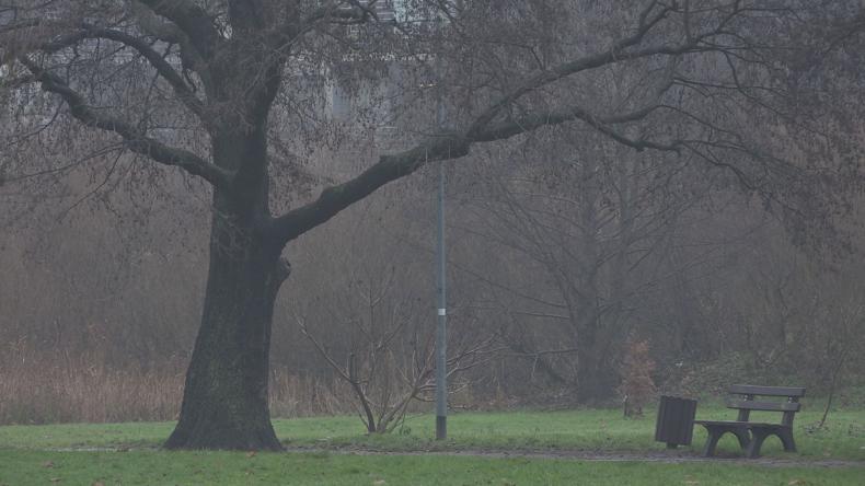 Nowe pomniki przyrody w Redzie