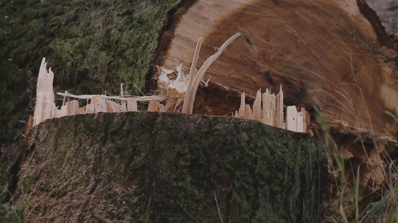 Kto wyciął drzewa na peronie w Śmiechowie?