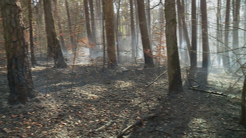 Rośnie ryzyko pożarów w lasach