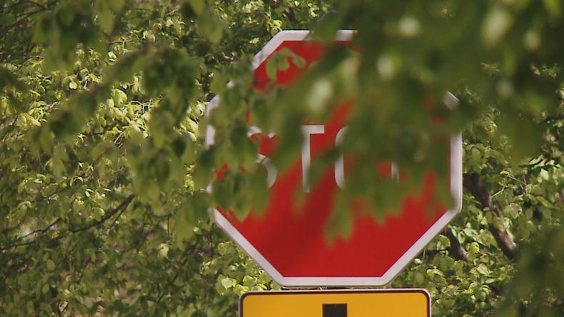 Bujna zieleń groźna dla kierowców