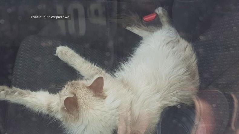 Wybili szybę aby uratować kota od pewnej śmierci