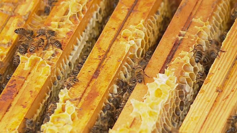 Pszczoły zamieszkały na dachu hotelu