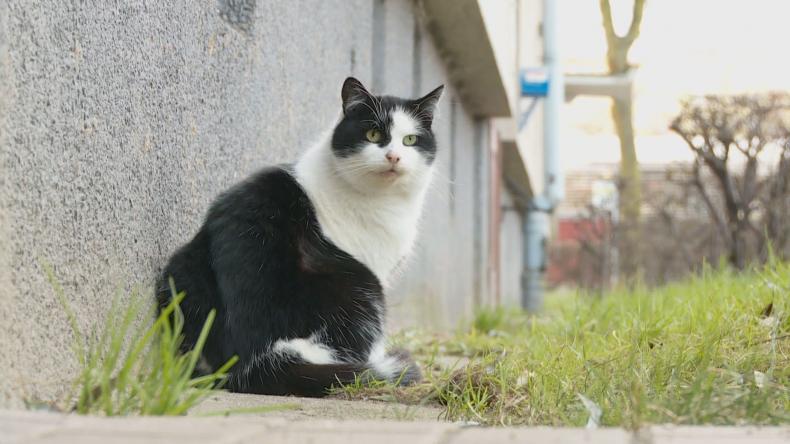 Dzikie życie kotów w mieście