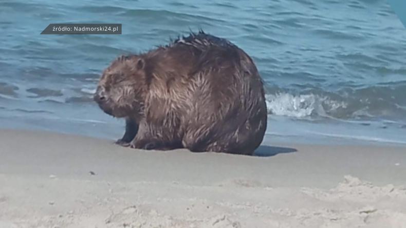 Bóbr na plaży w Jastrzębiej Górze
