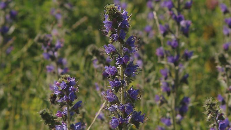 Przystrzyżona trwa nie pomaga w walce z suszą