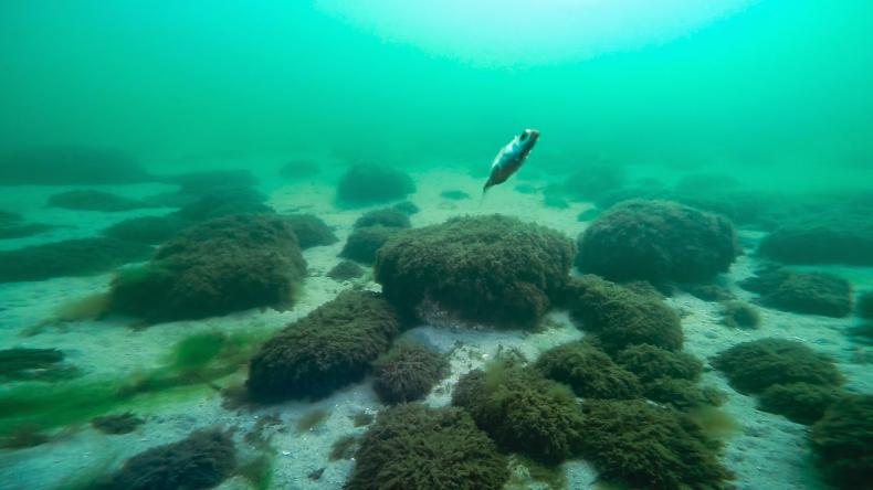 Orłowska rafa wiosną