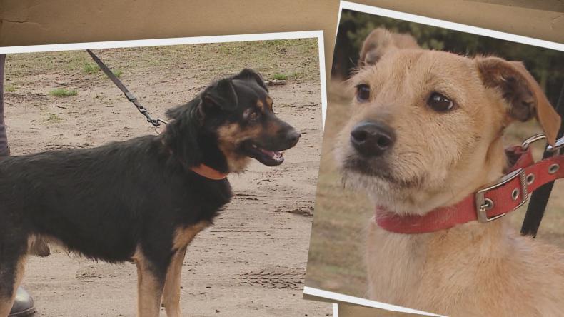 Pomóż mi znaleźć dom