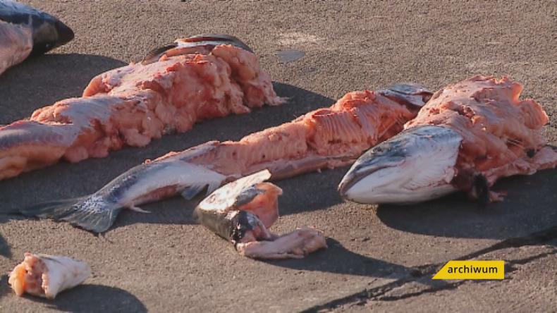 4 mln euro dla rybaków za szkody wyrządzone przez foki