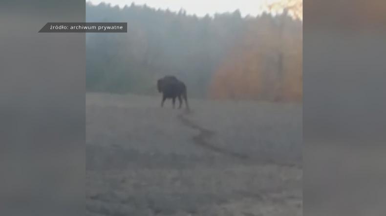 To nie żart! Na Nordzie pojawił się żubr