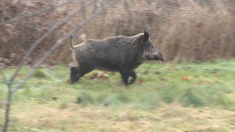 Dziki pościg w Pucku