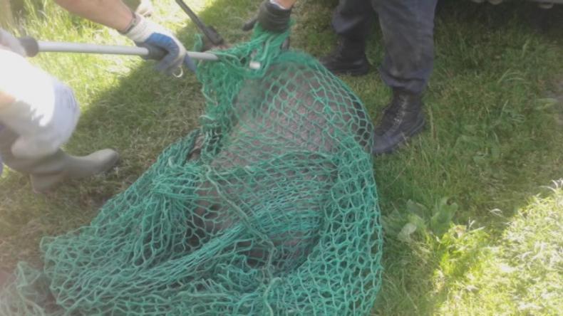 Dziki w mieście, włodarze bez pomysłu