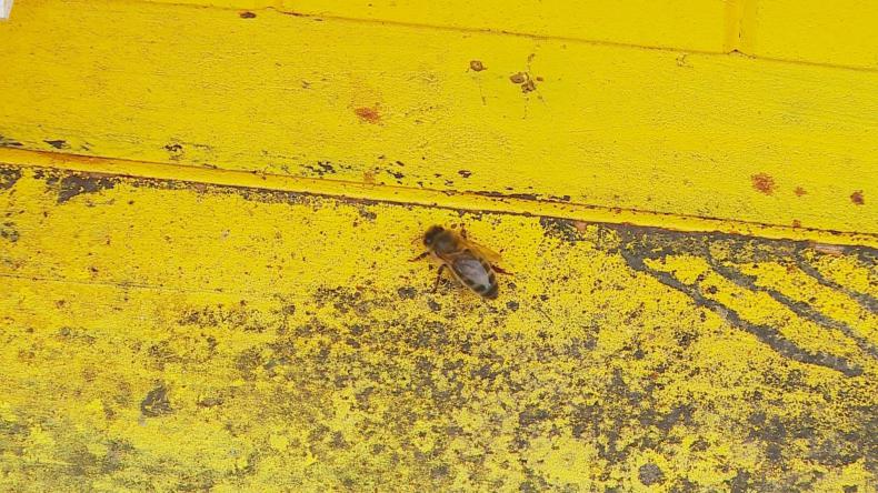 Zamiast zimy - wiosna. Natura szaleje