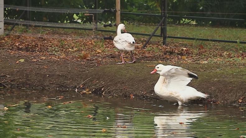 Czy wolno dokarmiać parkowe ptaki?