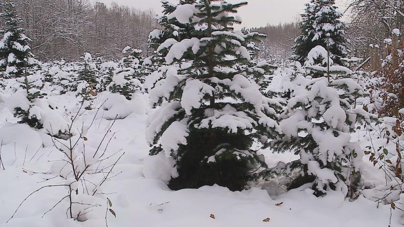 Czas pomyśleć o świątecznym drzewku