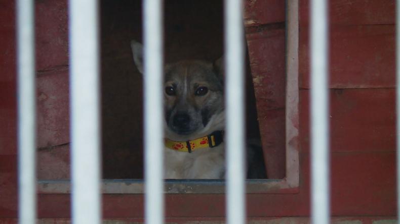 Skrajnie wychudzone i wyziębione trafiły do Dąbrówki