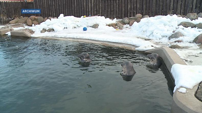 Najlepsze imiona dla fok? Te po kaszubsku