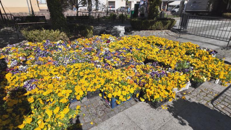 Bratki ponownie trafiły do mieszkańców Wejherowa
