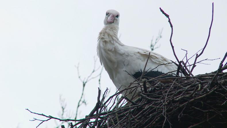 Bocian pojawił się na Nordzie