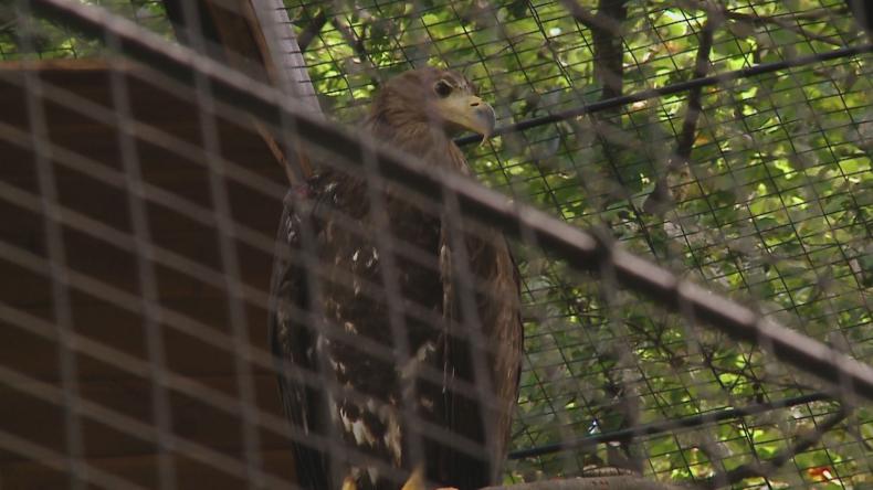 Bieliki z parku już na wyciągnięcie ręki
